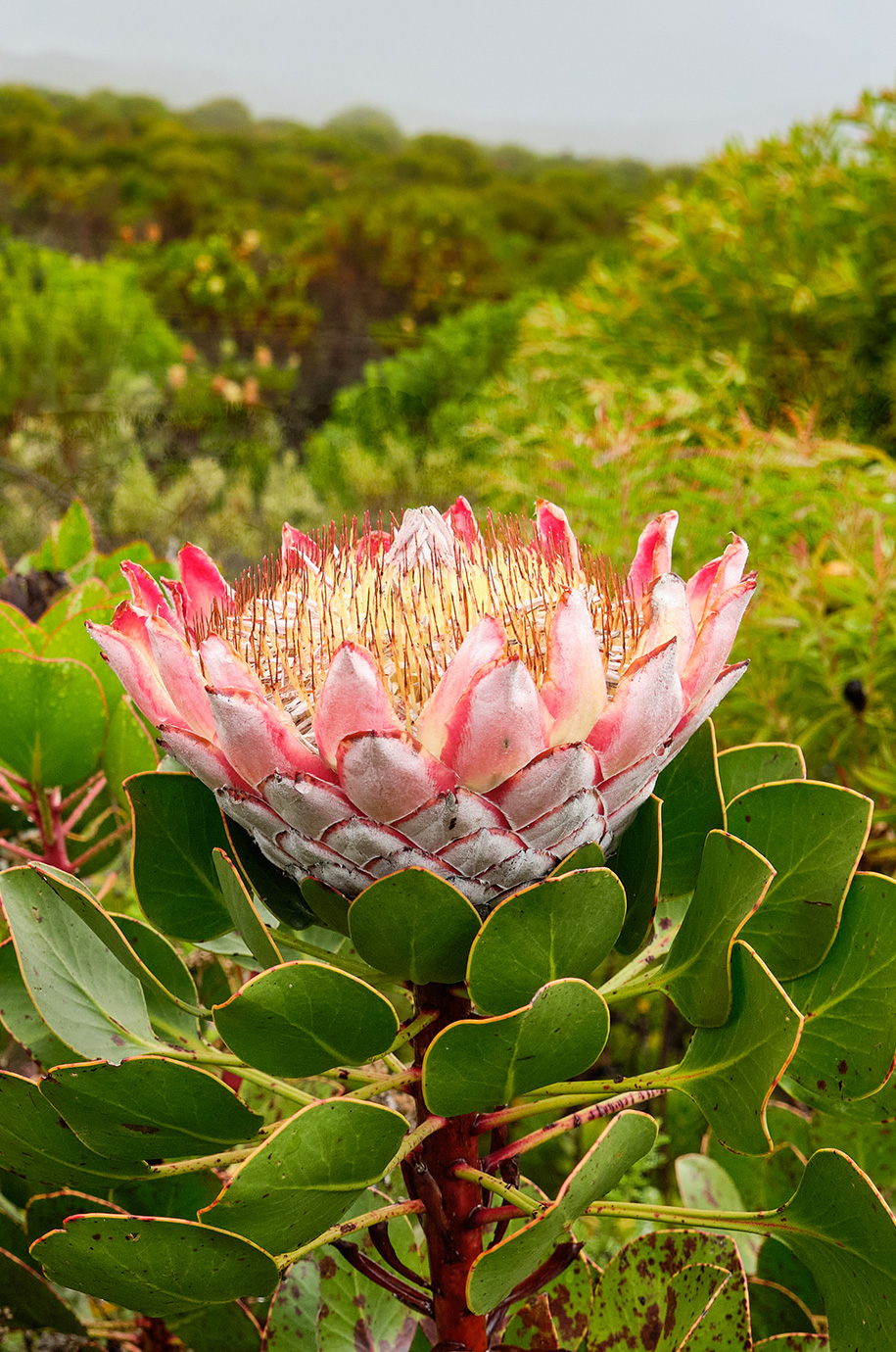 The Walker Bay Fynbos Conservancy